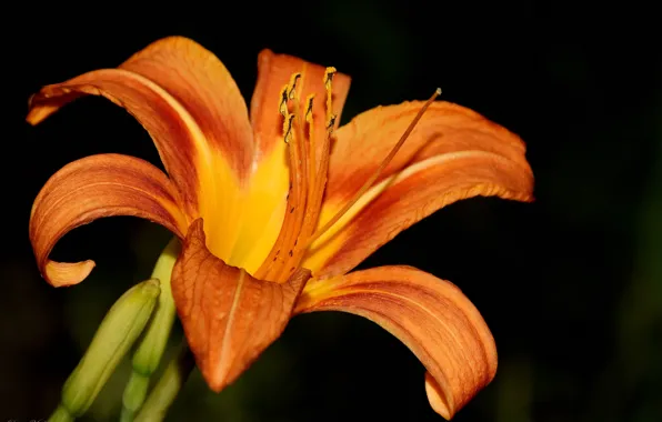 Summer, macro, flowers, nature, daylilies