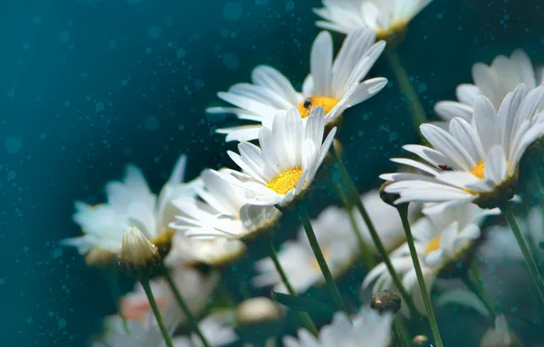 Flowers, chamomile, treatment, white, bokeh, photoart, leucanthemum