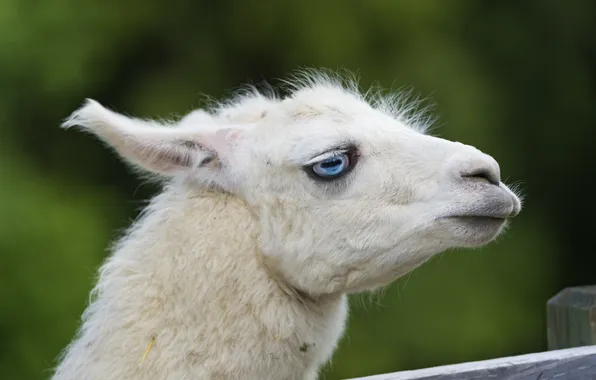 Picture face, profile, blue eyes, Lama, ©Tambako The Jaguar