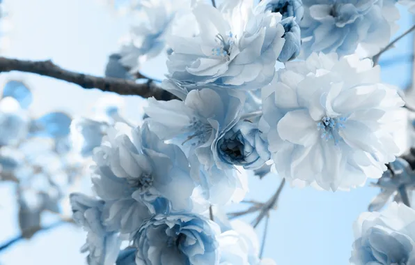 Macro, flowers, branches, blue