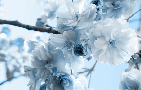 Picture macro, flowers, branch, blue