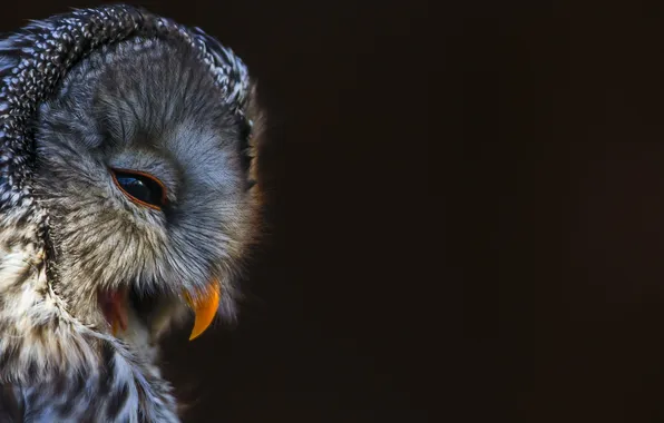 Picture background, owl, bird, predator, profile