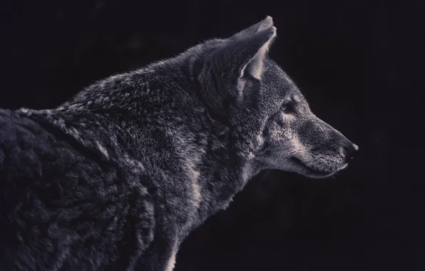 Picture wolf, predator, profile