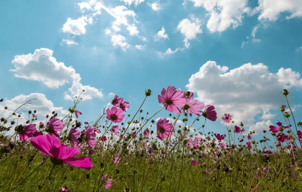 Field, summer, the sky, the sun, clouds, flowers, summer, pink