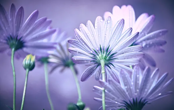 Water, drops, flowers, Rosa, petals, stem