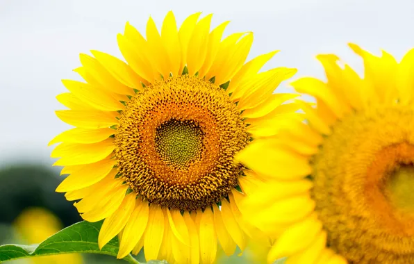 Picture the sky, flowers, sunflower, petals