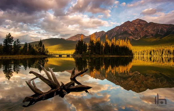 Forest, light, mountains, lake, morning, Canada, Albert, snag