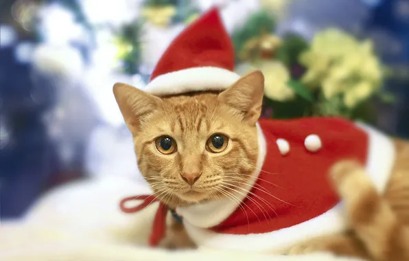 Cat, cat, look, pose, red, Christmas, New year, face