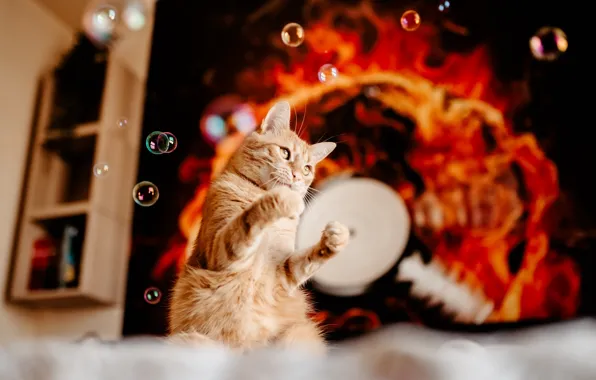 Cat, cat, look, pose, fire, flame, legs, red