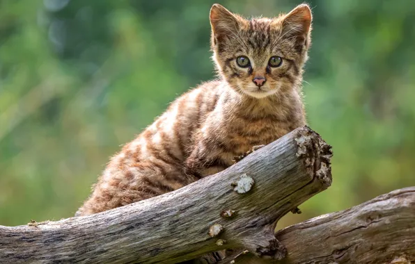 Cat, look, kitty, tree, snag, log, face, wild forest cat
