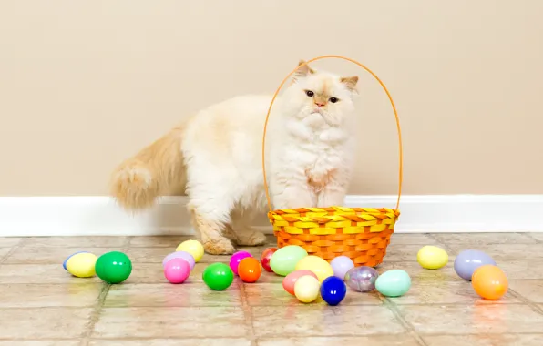 Cat, white, cat, look, wall, holiday, colored, eggs