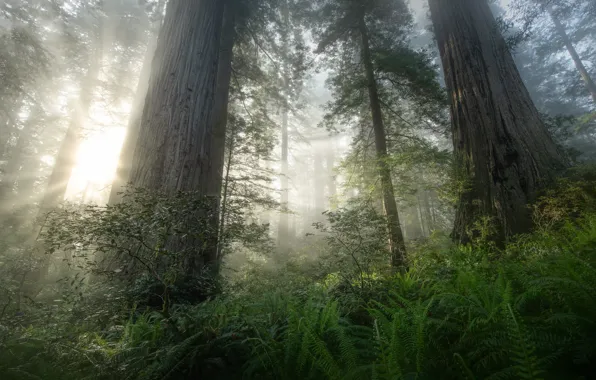 Forest, the sun, rays, light, trees, fog, thickets, trunks