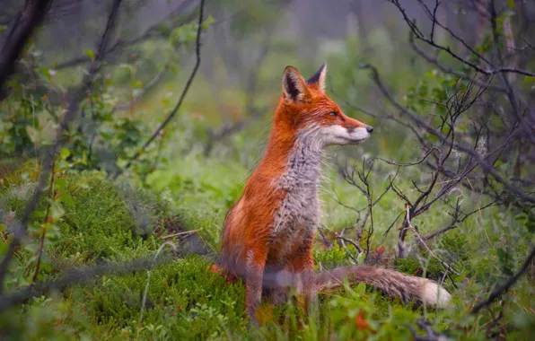 Forest, grass, red, Fox