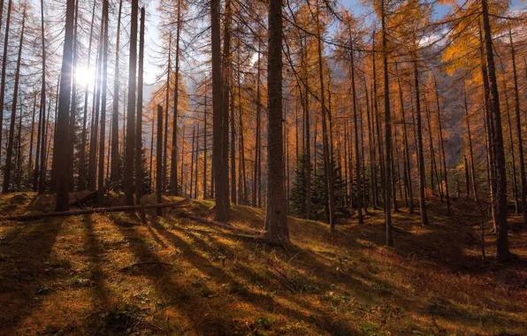 Autumn, forest, the sun, rays, light, trees, hills, trunks