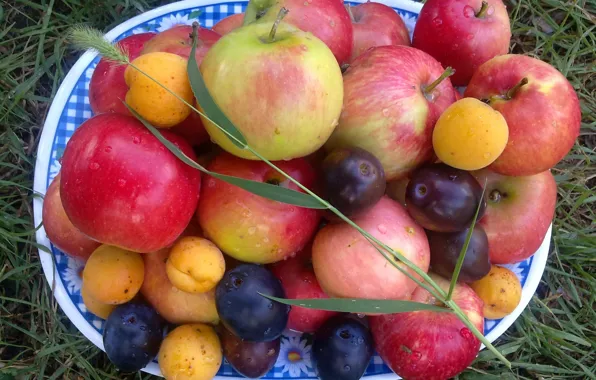 Drops, apples, Summer, plum, vitamins, spike, apricots