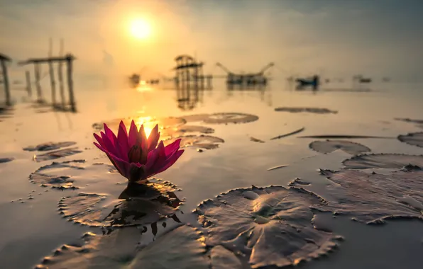 The sun, reflection, Thailand, Lotus