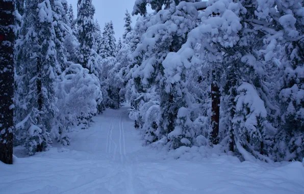 Winter, The evening, Snow, Norway, Frost, Twilight, Track, Snow