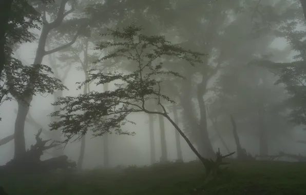 Forest, trees, nature, fog