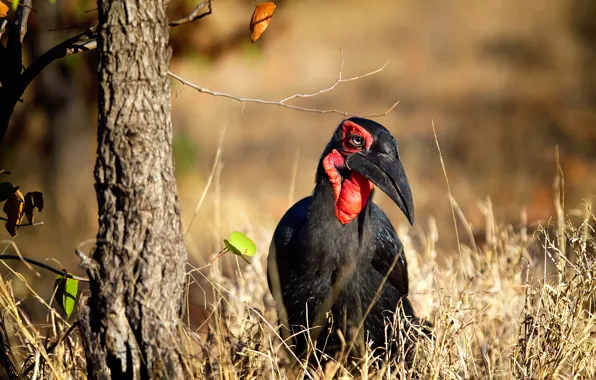 Grass, light, nature, tree, bird, walk, Hornbill