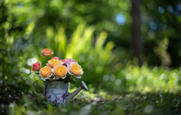 Picture greens, roses, lake, bokeh