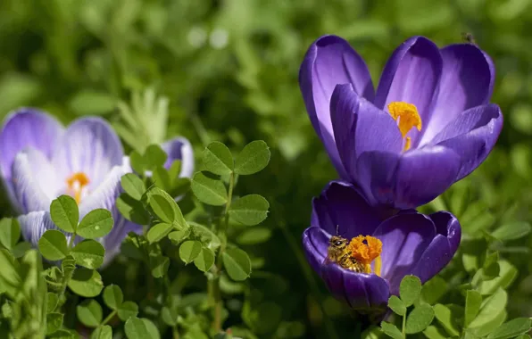 Greens, leaves, flowers, bee, glade, spring, purple, crocuses