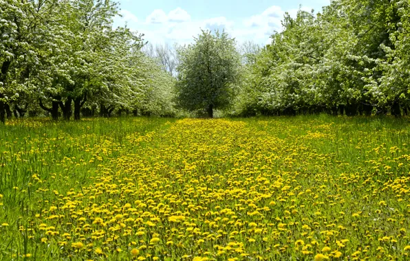 Picture greens, grass, trees, flowers, glade, spring, yellow, garden