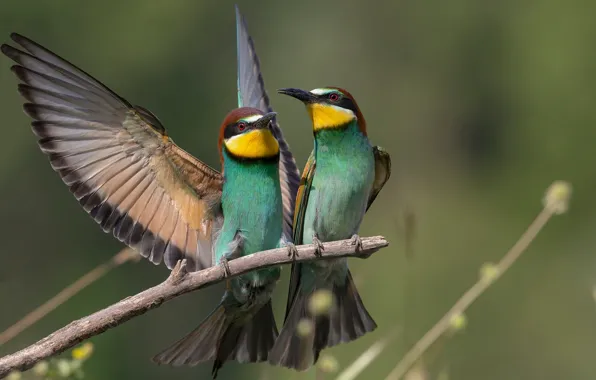 Birds, branch, a couple, bee-eaters