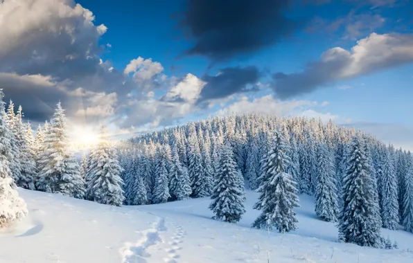 Winter, forest, snow, trees, landscape, traces, nature, sunrise