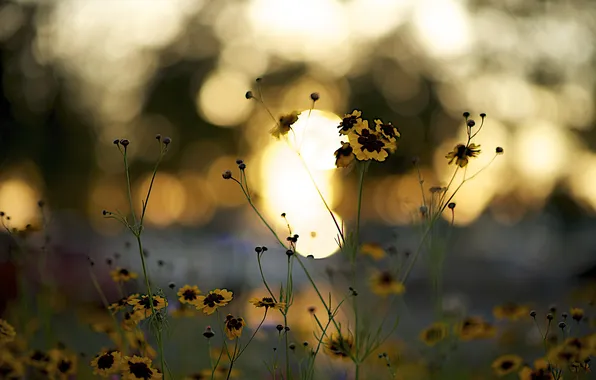 Picture sunset, flowers, yellow, stems, petals, Burgundy, bokeh