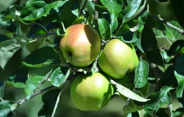 Picture trees, branches, foliage, fruit