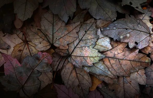 Autumn, leaves, water, drops, Rosa