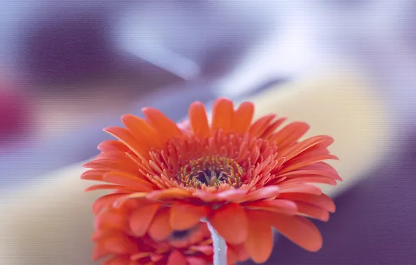 Picture flower, macro, orange, gerbera, Xpand, Orange Gerbera