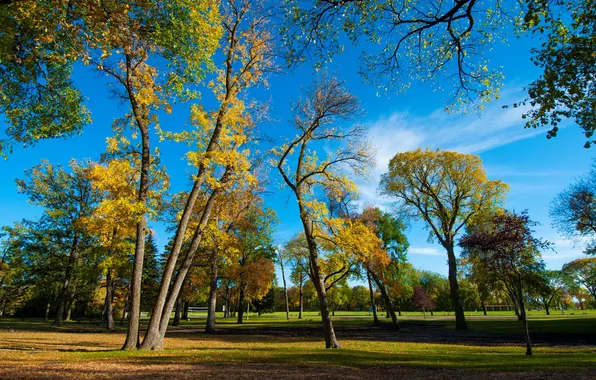 Picture autumn, the sky, grass, leaves, trees, Park