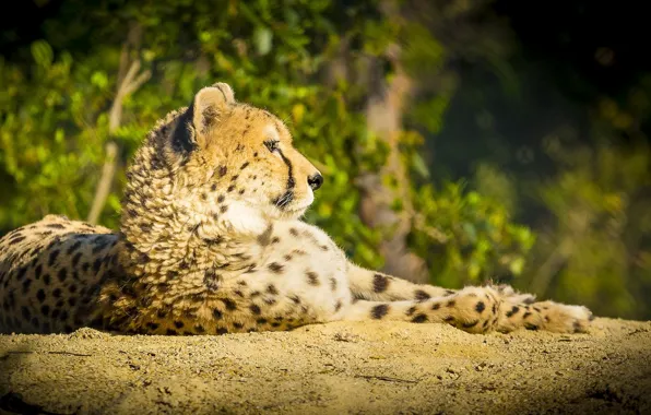 Picture predator, Cheetah, lies, profile, wild cat
