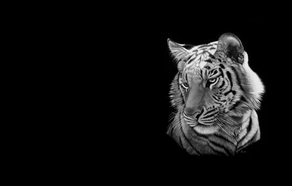 Cat, tiger, minimalism, art, black and white, heather lara