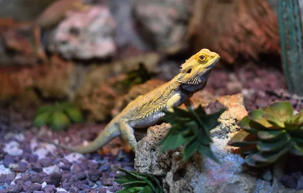Picture look, yellow, nature, lizard, bokeh, reptile