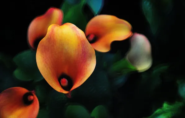Picture background, blur, orange, Kala