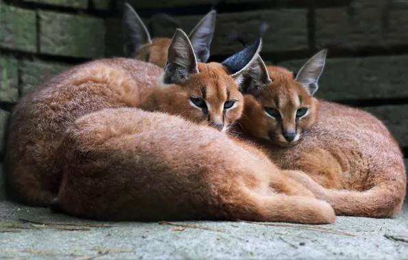 Look, wild cats, lynx, lynx, muzzle, lie, Caracal, caracals