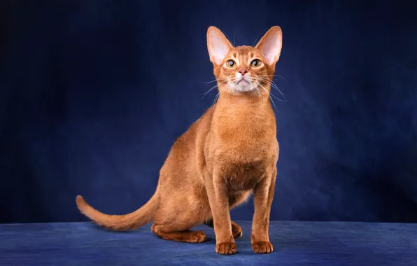 Cat, cat, mustache, look, pose, kitty, paws, red