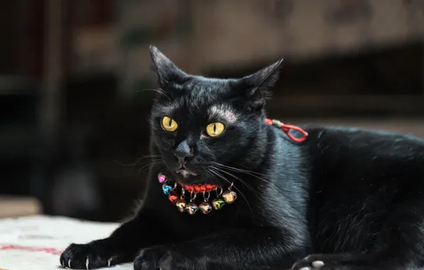 Eyes, cat, black, claws