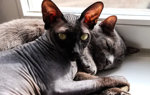 Cat, cats, cats, seals, Sphinx, koteyki, bald cat, sleeping cats