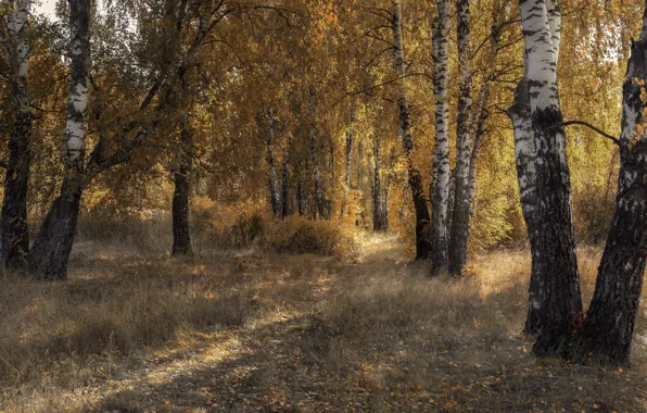 Autumn, forest, light, glade, birch, path, birch grove