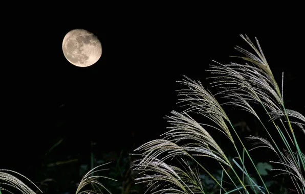 Picture the sky, light, night, the moon, plant