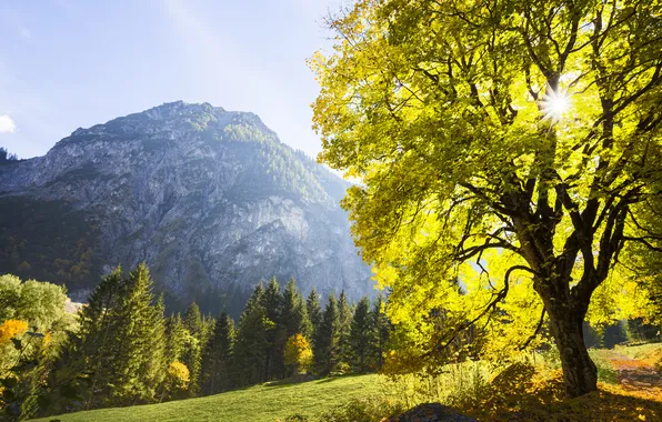 Autumn, the sun, mountains, tree