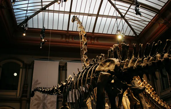 Picture dinosaur, skeleton, Museum