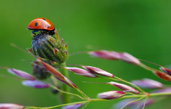 Nature, plant, ladybug, stem, insect