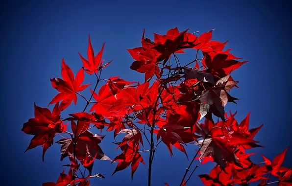 Picture autumn, the sky, leaves, branch, the crimson