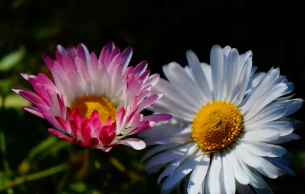 Flower, garden, blooming