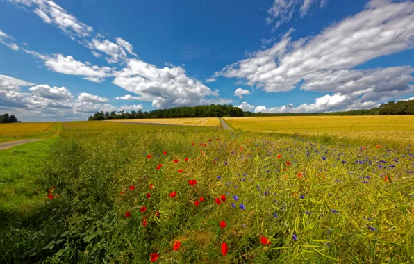 Road, the sky, grass, the sun, clouds, trees, flowers, Maki