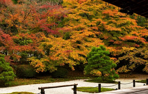 Wallpaper Kyoto, trees, Park, autumn, Japan